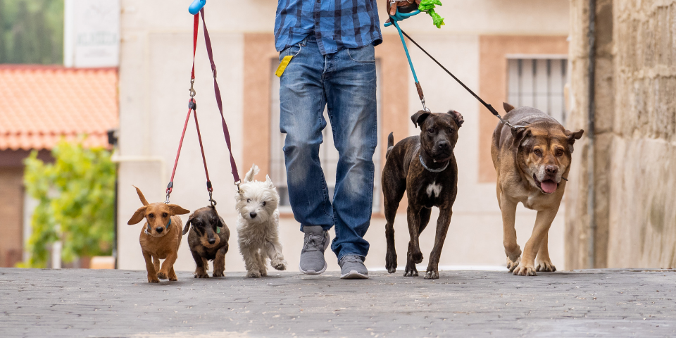 Étapes pour devenir pet sitter professionnel