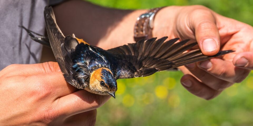 Travailler avec les oiseaux : 7 métiers au service de la protection et de l'étude des oiseaux