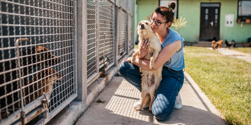 Métiers pour travailler dans un refuge pour animaux