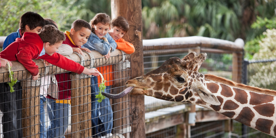 Top 6 des métiers pour travailler dans un parc animalier