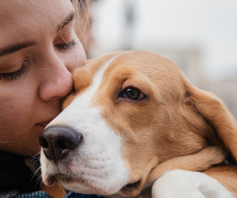 Les certificats pour travailler avec les animaux