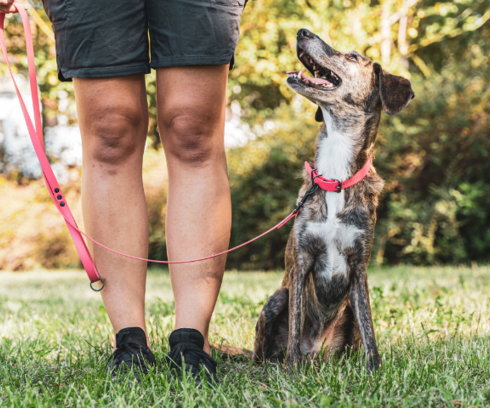 Quelles différences entre un comportementaliste et un éducateur canin ?