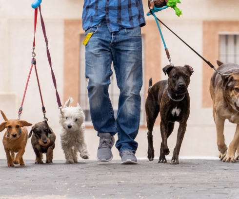 Étapes pour devenir pet sitter professionnel