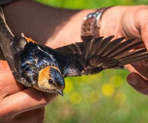 Travailler avec les oiseaux : 7 métiers au service de la protection et de l'étude des oiseaux