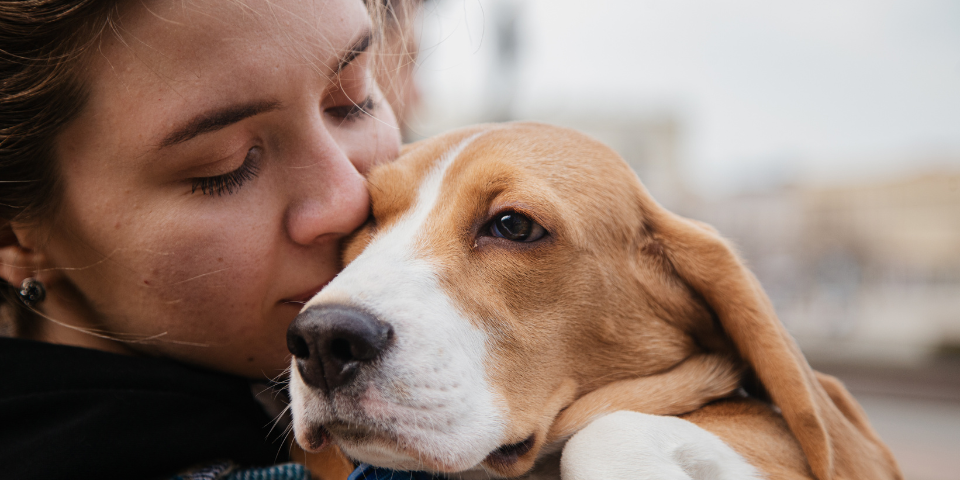 Les certificats pour travailler avec les animaux