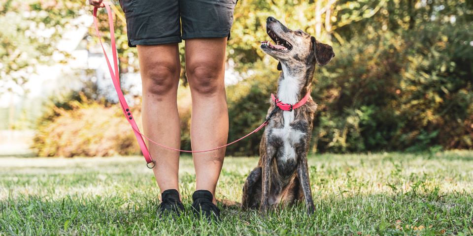 Quelles différences entre un comportementaliste et un éducateur canin ?